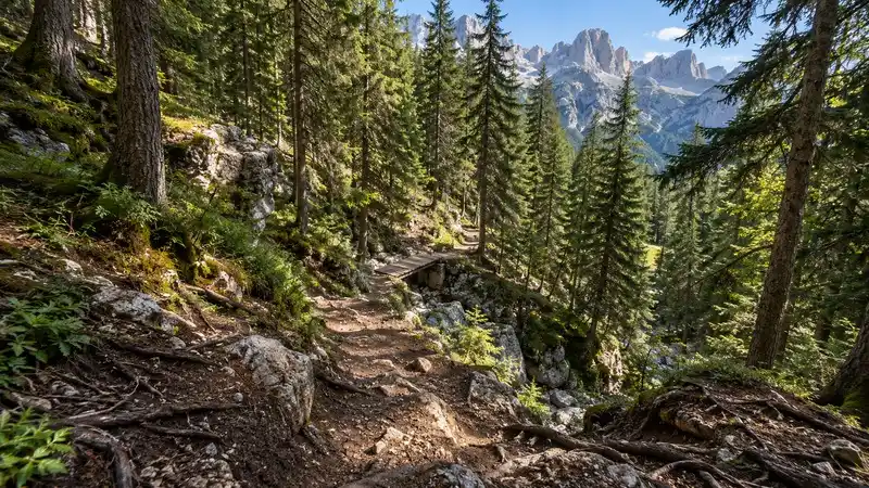 Přírodní sjezdový trail s kořeny a kameny v smrkovém lese pod dolomitskými štíty