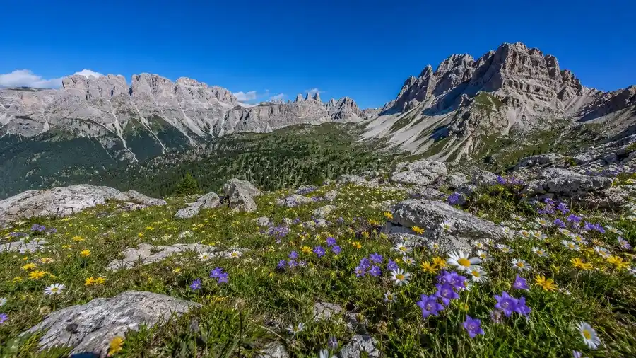 Alpská louka nad hranicí lesa v Dolomitech s balvany a kvetoucí travou pod skalními stěnami